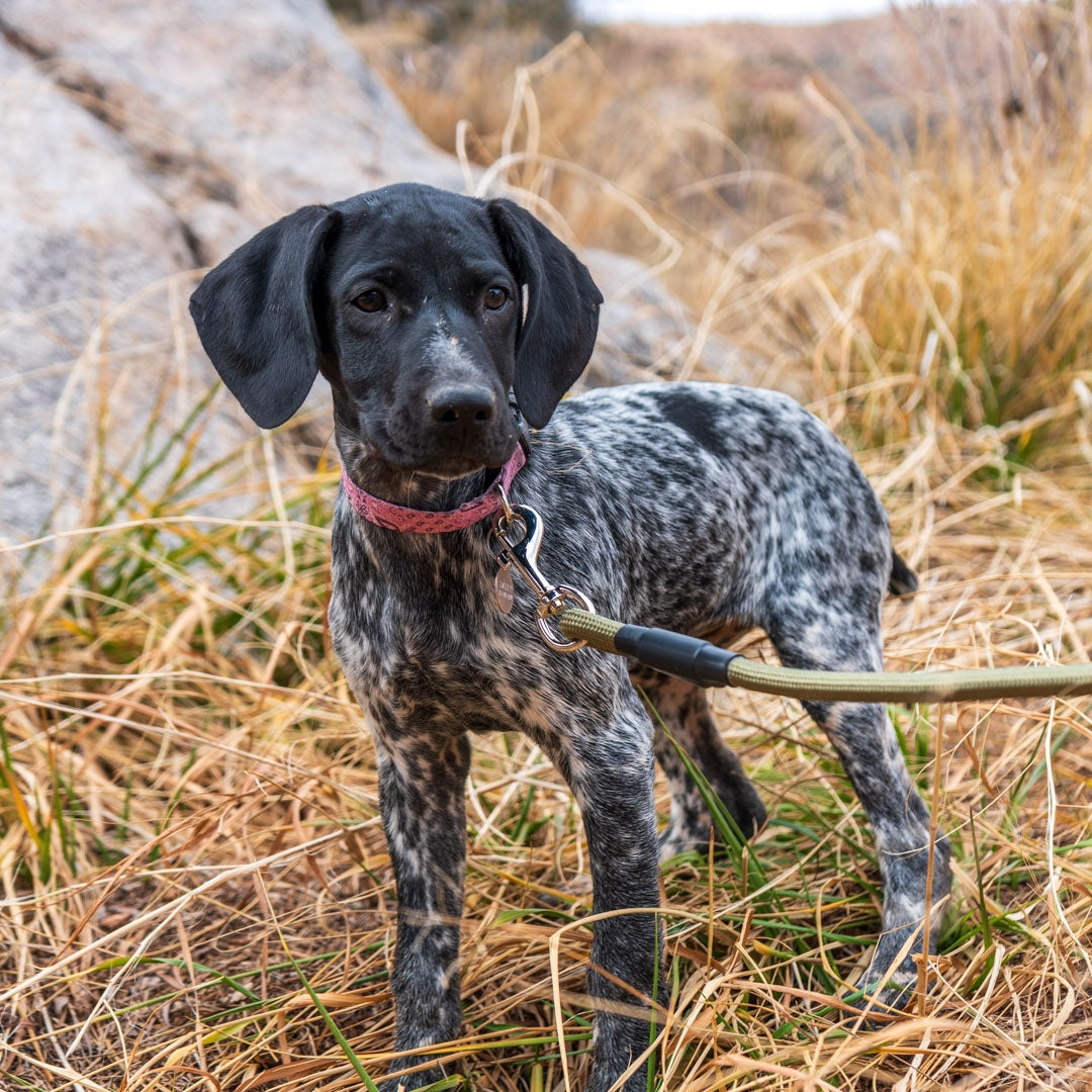 Rope Leash