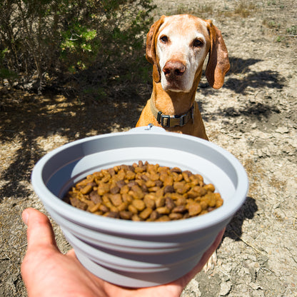 Collapsible Dog Bowl