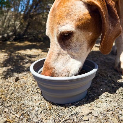 Collapsible Dog Bowl